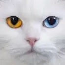 甴曱ab