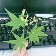 🐾笑笑🐾