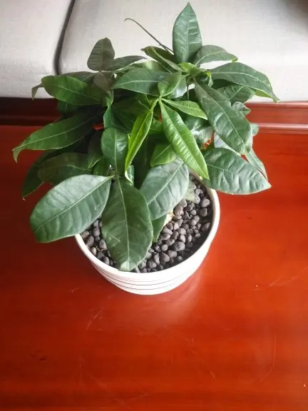 红豆大哥哥的主播照片