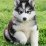 Hi🐺哥