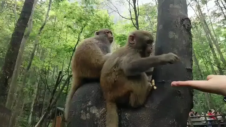 猴哥
