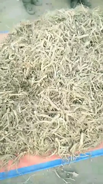 人参