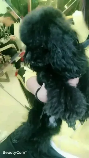 可爱吧