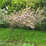 音乐中漫步