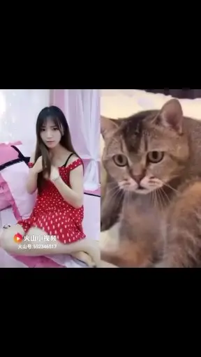 色猫偷看我