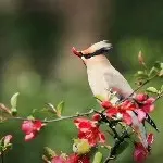 悠悠茶香jjt