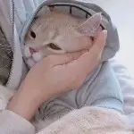 果果情缘