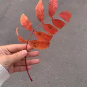 肉肉❀