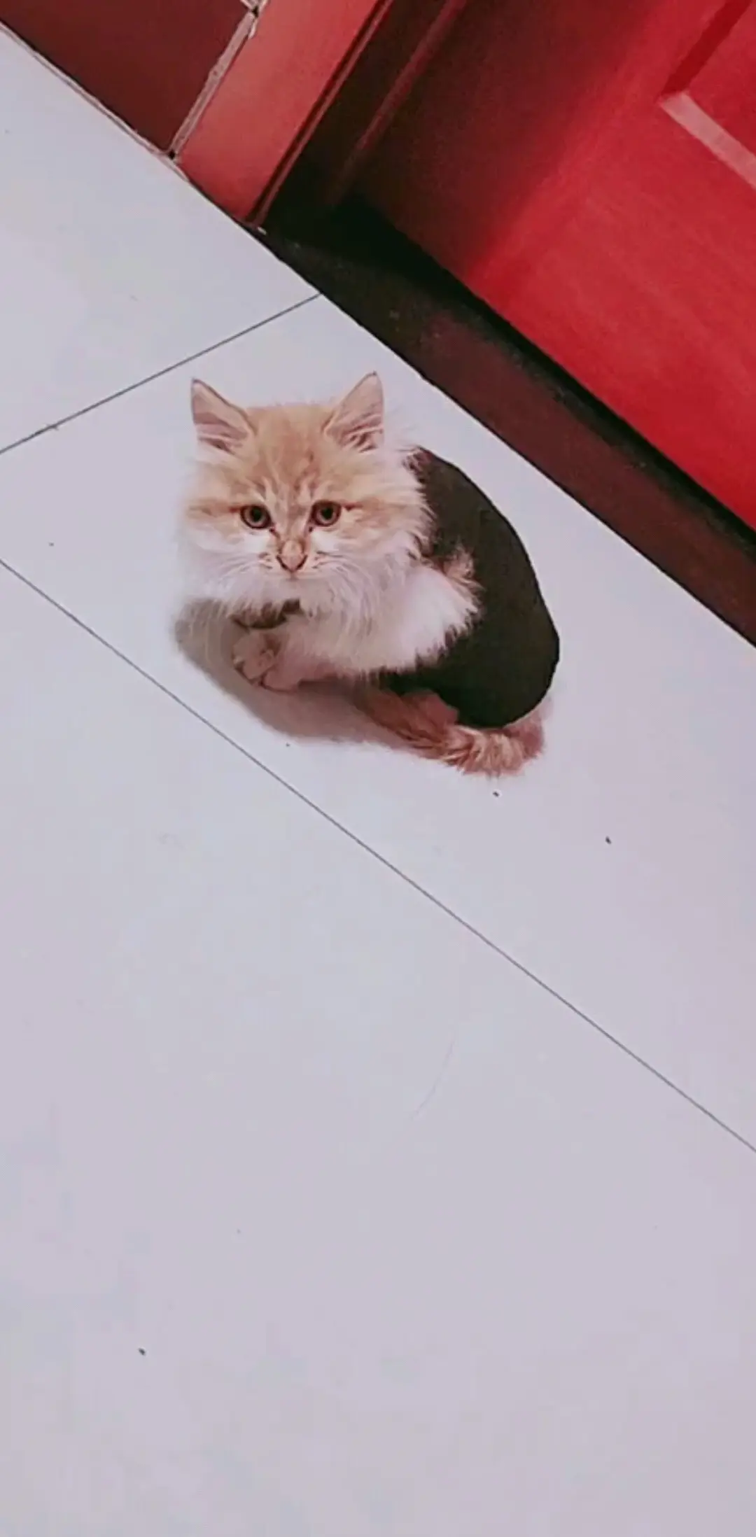 连夜给它做了件衣服过冬
