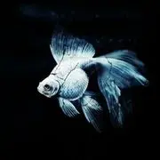 ☜★开心寂灭★鱼☞
