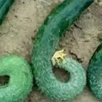 奶小贱.
