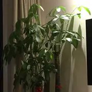 *穿越🔜丛林*