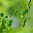 清晨雨露u*
