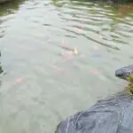 独坐山顶看日出的头像