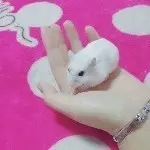 月月*^_^*
