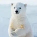 幸福之魂