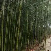 观察员小富贵