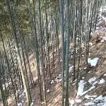 橘子红了来看你