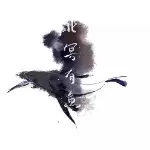 鱼生有你
