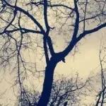 ╰❀ℐℎ╮惊鸿肥叔
