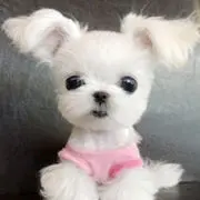 假冒家狗🐕