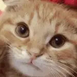 后来的龙龙