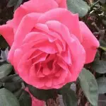 睛儿的小丢丢