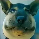 丢丢过客〆
