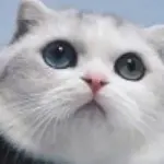 ❤善良的骆驼❤