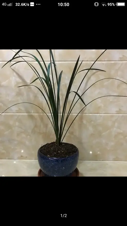帝小爷，的主播照片