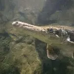 戴烹乐布隆迪