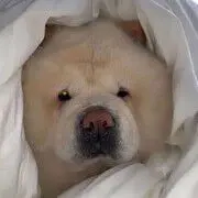万象🐘