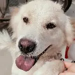 无梦之旅？
