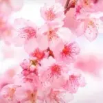 東💗東