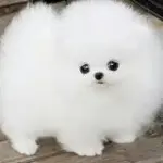 小质子卧槽③