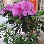 酒中一支烟