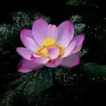 花落@人断肠，