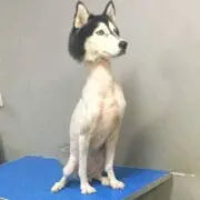 哐哧哐哧