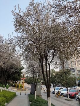 凑美没人爱的图片