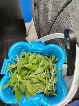 凑美没人爱的图片