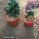 傅斌7