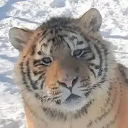 莫熊本熊