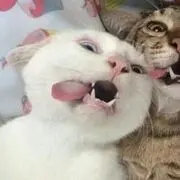 一抓就蹦跶