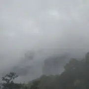 深夜🌷採花