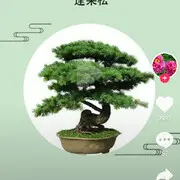 海阔天空2🍀