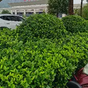 杭州幸福❤猫猫