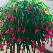 ☔六妹☔