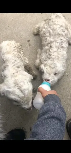 哈哈哈 小羊羔