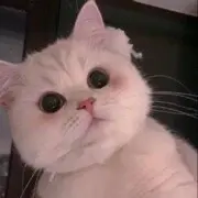 一只桃子🐾