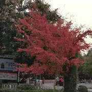 ♪一片羽毛！